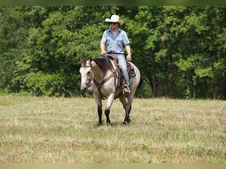 American Quarter Horse Gelding 13 years 15 hh Buckskin in Needmore, PA