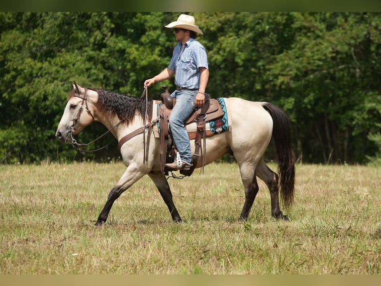 American Quarter Horse Gelding 13 years 15 hh Buckskin in Needmore, PA