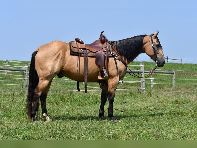 American Quarter Horse Gelding 13 years 15 hh Buckskin in Rebersburg, PA