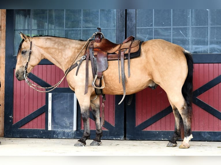 American Quarter Horse Gelding 13 years 15 hh Buckskin in Rebersburg