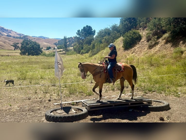 American Quarter Horse Gelding 13 years 15 hh Buckskin in Tres Pinos