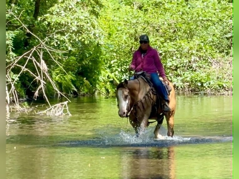 American Quarter Horse Gelding 13 years 15 hh Buckskin in Tres Pinos