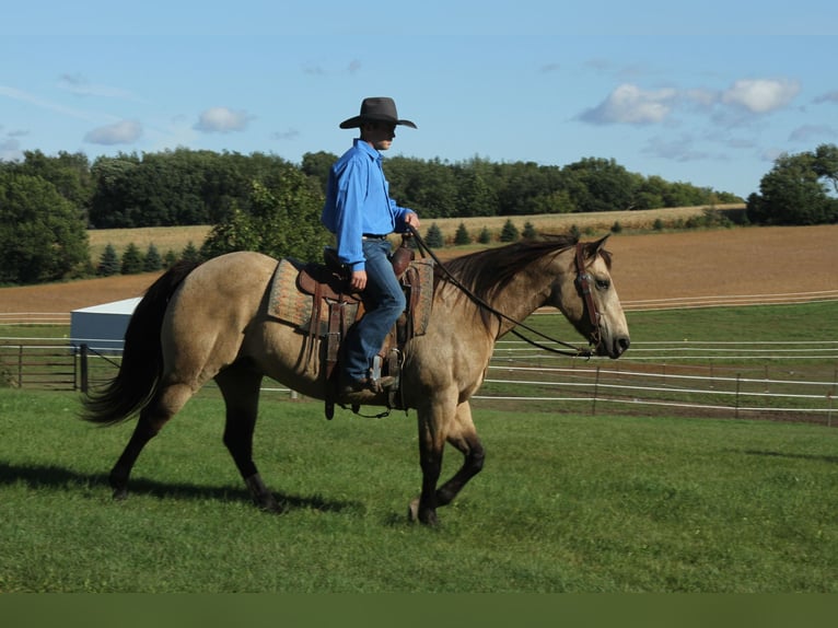 American Quarter Horse Gelding 13 years 15 hh Buckskin in Fort Atkinson WI