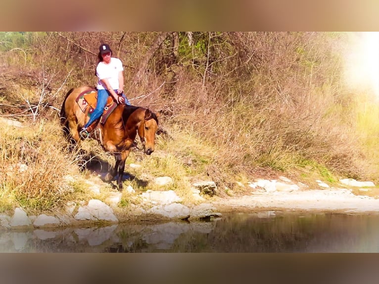 American Quarter Horse Gelding 13 years 15 hh Buckskin in Bluff Dale, TX