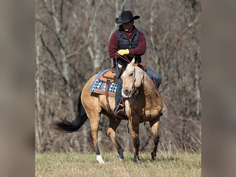 American Quarter Horse Gelding 13 years 15 hh Buckskin in Brodhead KY