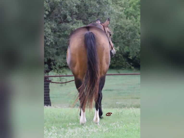 American Quarter Horse Gelding 13 years 15 hh Buckskin in Jacksboro TX