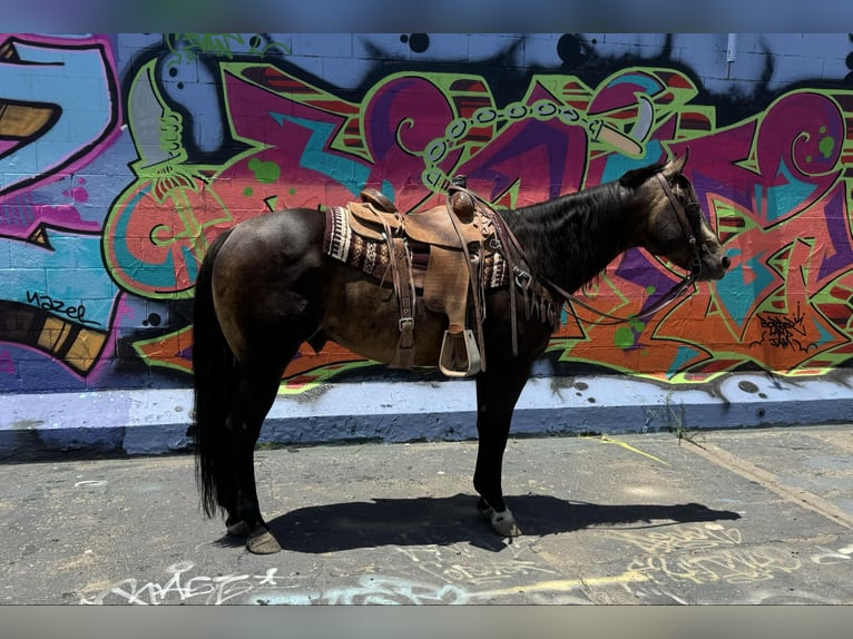 American Quarter Horse Gelding 13 years 15 hh Buckskin in El Paso TX