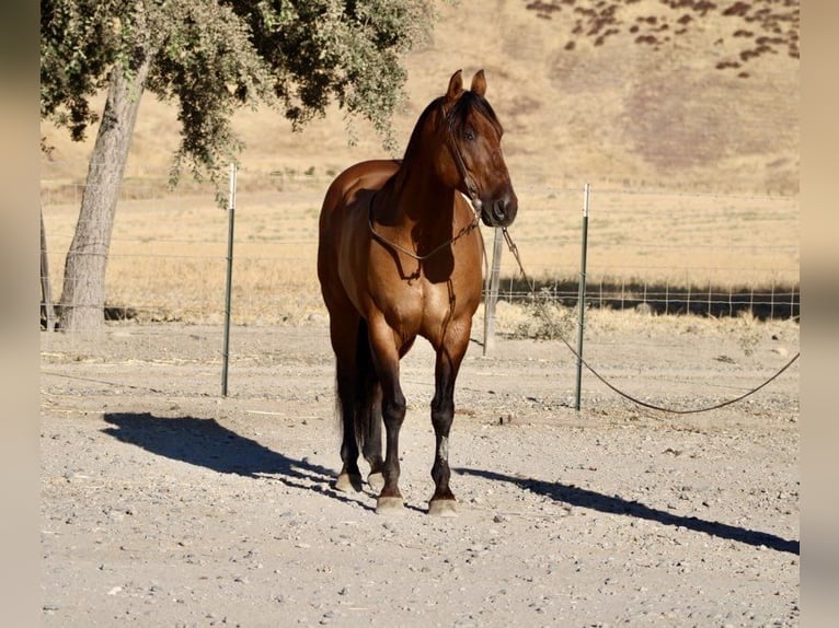 American Quarter Horse Gelding 13 years 15 hh Buckskin in Paicines CA