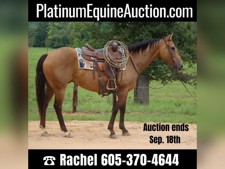 American Quarter Horse Gelding 13 years 15 hh Buckskin in rUSK tx