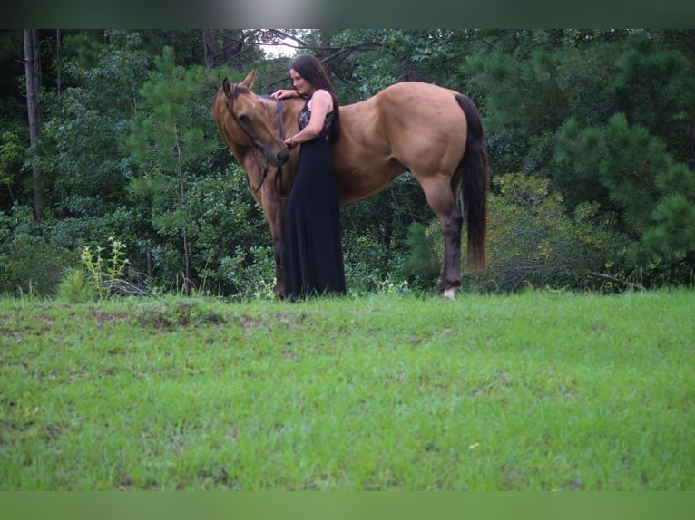 American Quarter Horse Gelding 13 years 15 hh Buckskin in rUSK tx