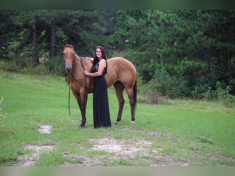 American Quarter Horse Gelding 13 years 15 hh Buckskin in rUSK tx