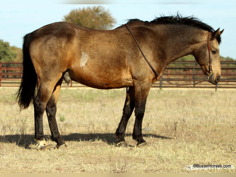 American Quarter Horse Gelding 13 years 15 hh Buckskin in Weatherford TX