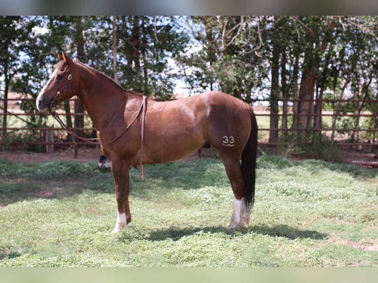 American Quarter Horse Gelding 13 years 15 hh Chestnut in El Paso TX