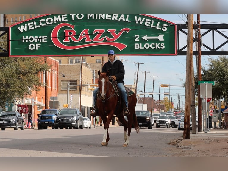 American Quarter Horse Gelding 13 years 15 hh Chestnut in Weatherford TX