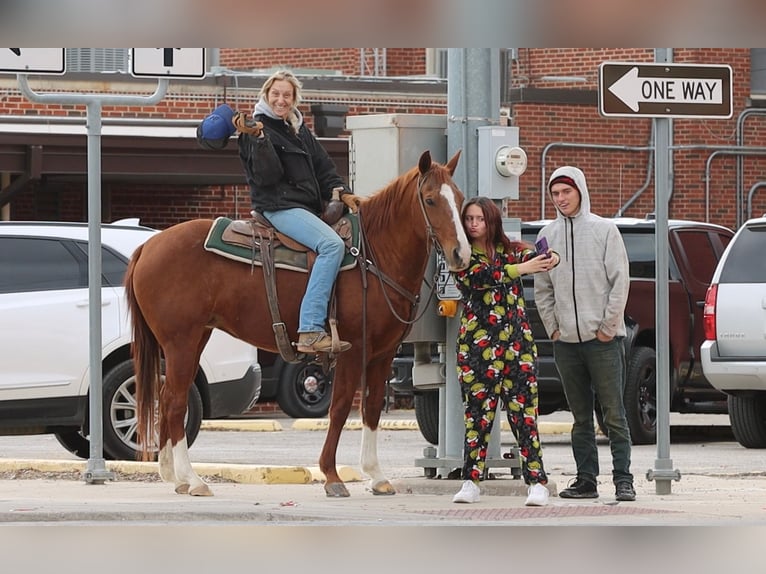 American Quarter Horse Gelding 13 years 15 hh Chestnut in Weatherford TX