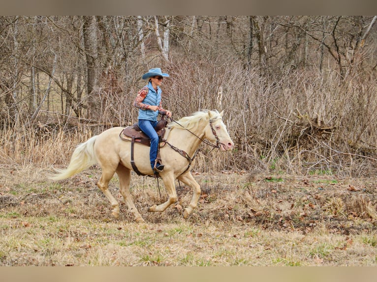 American Quarter Horse Gelding 13 years 15 hh Cremello in Hillsboro KY
