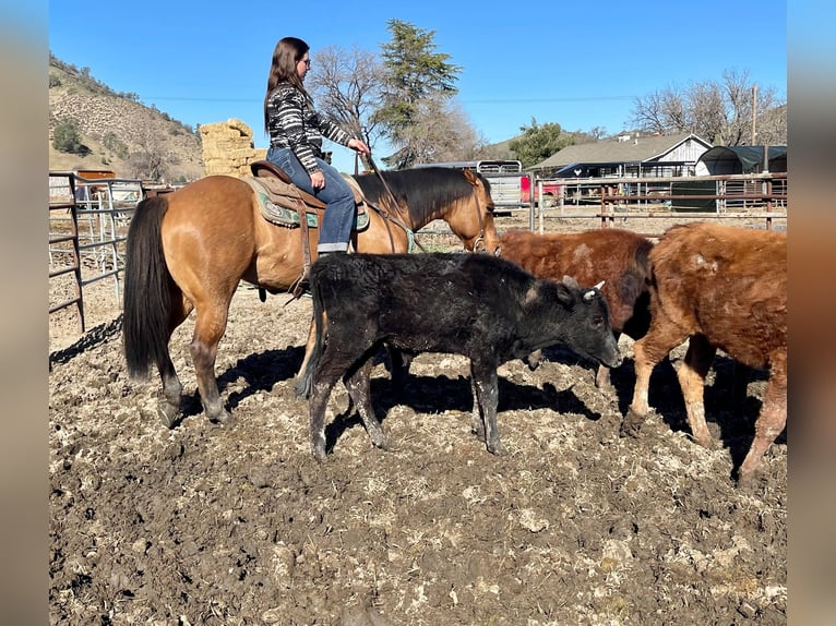 American Quarter Horse Gelding 13 years 15 hh Dun in King CIty KA