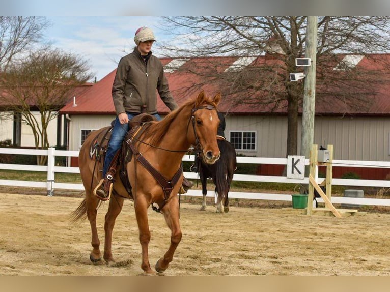 American Quarter Horse Gelding 13 years 15 hh Dun in Moyock, NC