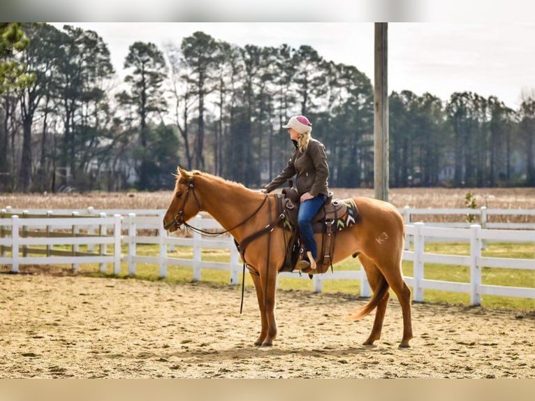 American Quarter Horse Gelding 13 years 15 hh Dun in Moyock, NC