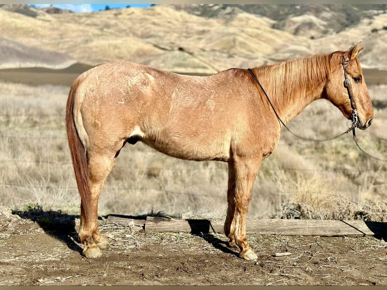 American Quarter Horse Gelding 13 years 15 hh Dun in Bitterwater CA