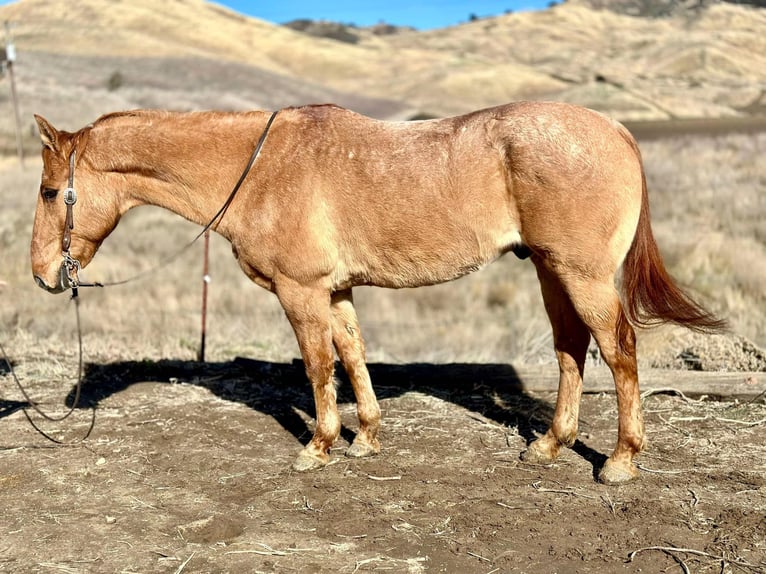 American Quarter Horse Gelding 13 years 15 hh Dun in Bitterwater CA