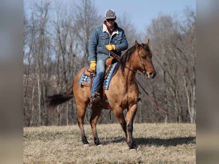 American Quarter Horse Gelding 13 years 15 hh Dun in Brodhead KY