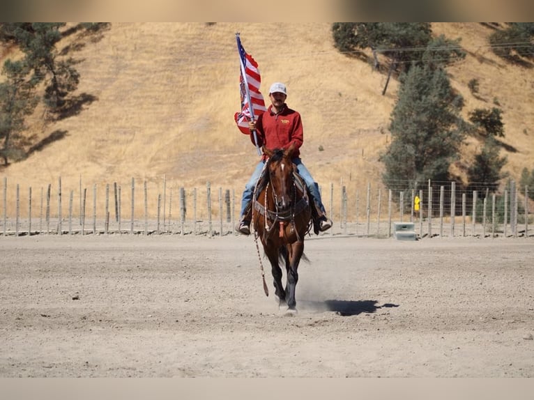 American Quarter Horse Gelding 13 years 15 hh Dun in Paicines CA