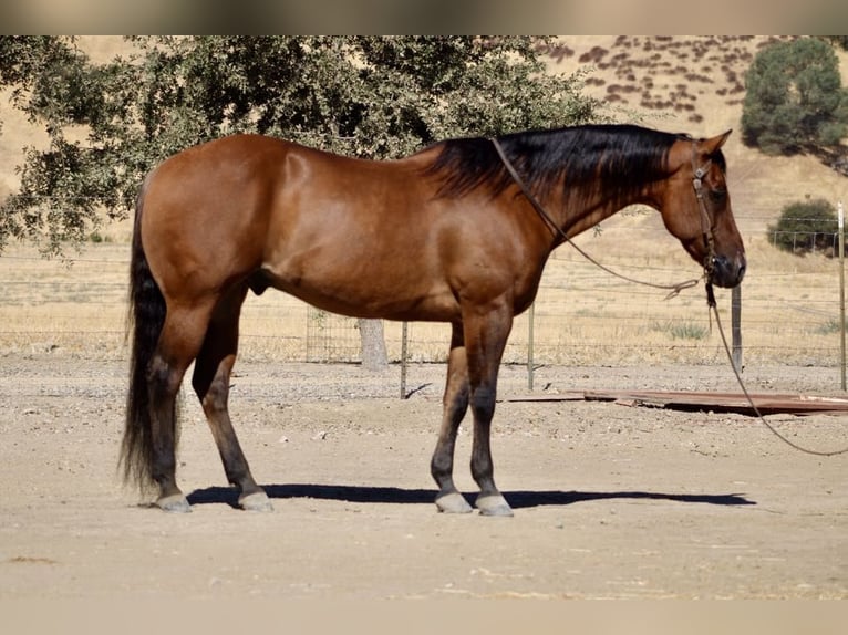 American Quarter Horse Gelding 13 years 15 hh Dun in Paicines CA