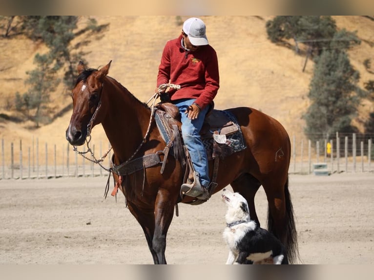 American Quarter Horse Gelding 13 years 15 hh Dun in Paicines CA