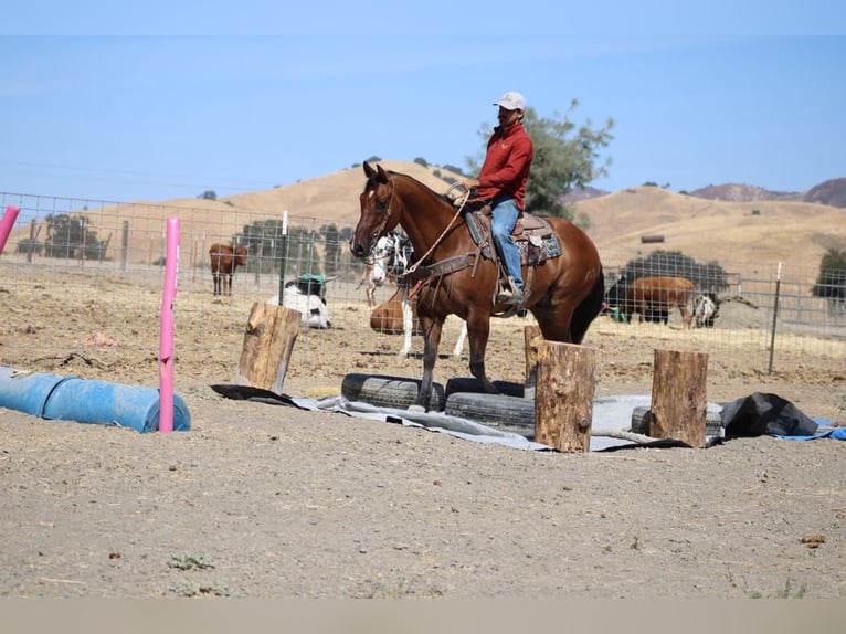 American Quarter Horse Gelding 13 years 15 hh Dun in Paicines CA