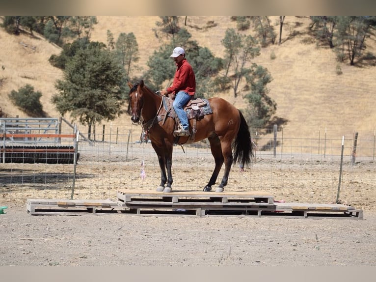 American Quarter Horse Gelding 13 years 15 hh Dun in Paicines CA