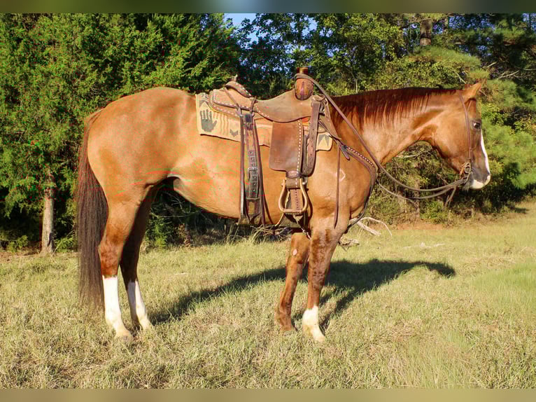 American Quarter Horse Gelding 13 years 15 hh Dun in Rusk TX
