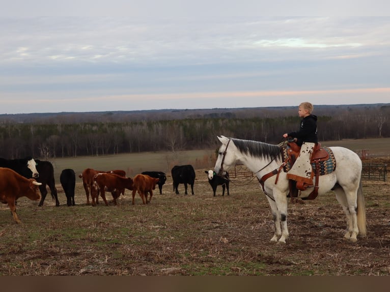 American Quarter Horse Gelding 13 years 15 hh Gray in Baldwyn, MS