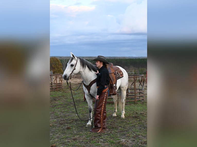 American Quarter Horse Gelding 13 years 15 hh Gray in Baldwyn