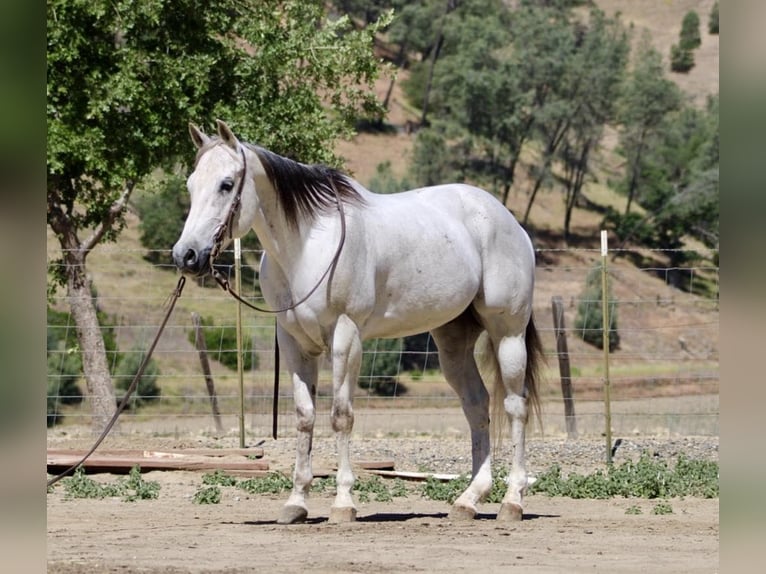 American Quarter Horse Gelding 13 years 15 hh Gray in Paicines CA