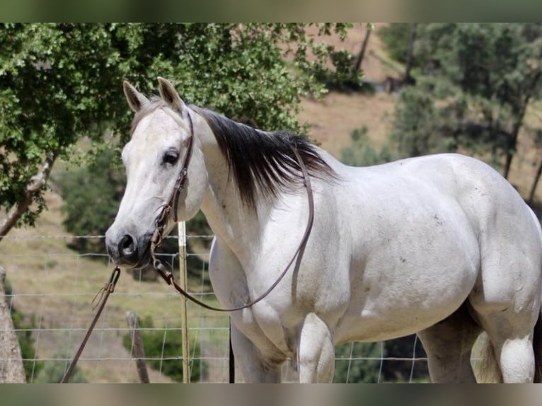 American Quarter Horse Gelding 13 years 15 hh Gray in Paicines CA