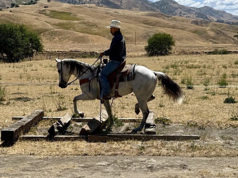 American Quarter Horse Gelding 13 years 15 hh Gray in Paicines CA