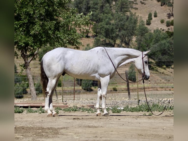 American Quarter Horse Gelding 13 years 15 hh Gray in Paicines CA