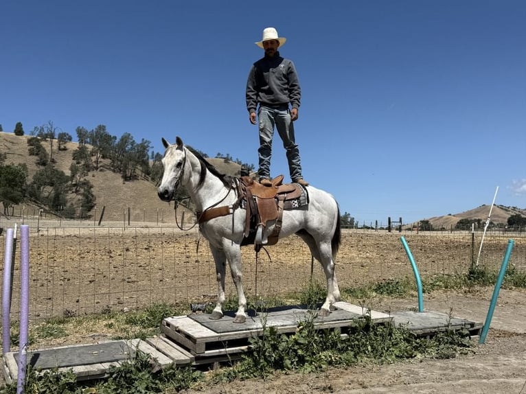 American Quarter Horse Gelding 13 years 15 hh Gray in Paicines CA