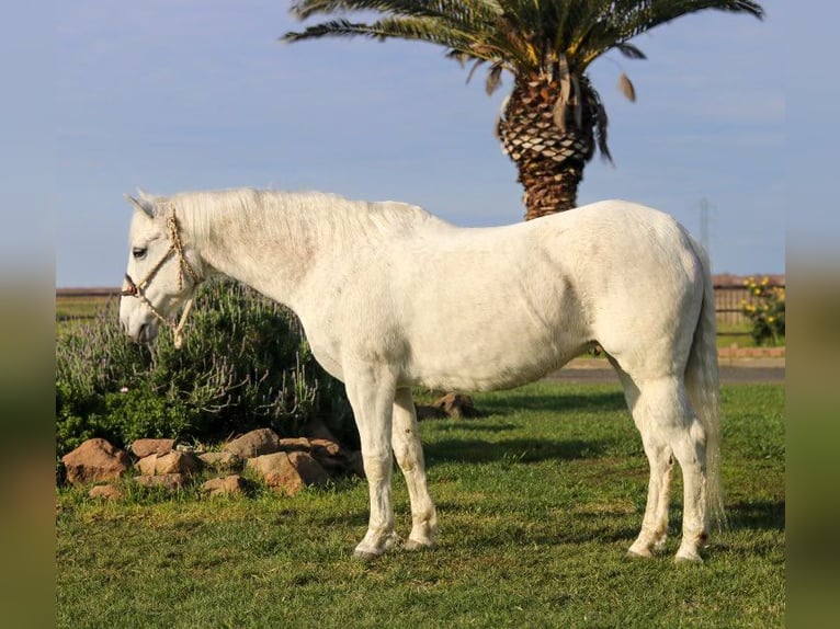 American Quarter Horse Gelding 13 years 15 hh Gray in Pleasant Grove CA