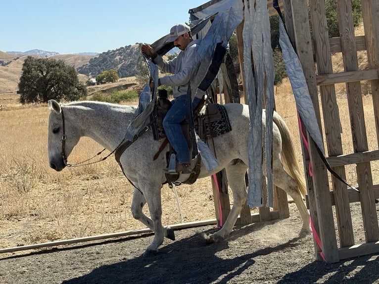 American Quarter Horse Gelding 13 years 15 hh Grey in Paicines CA