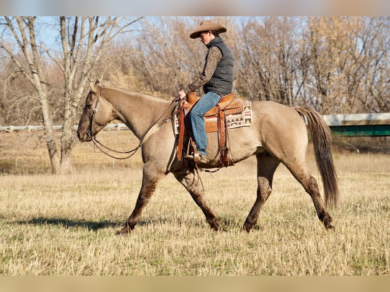 American Quarter Horse Gelding 13 years 15 hh Grullo in Valley Springs, SD