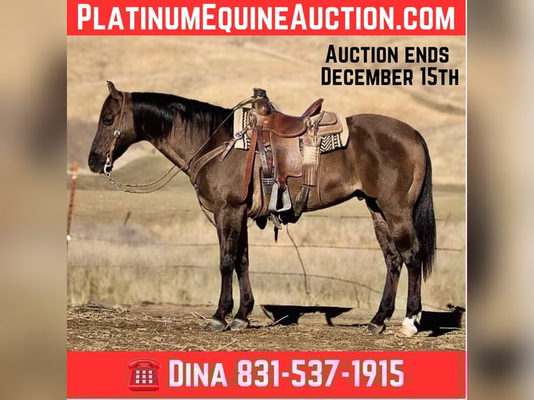 American Quarter Horse Gelding 13 years 15 hh Grullo in Paicines CA