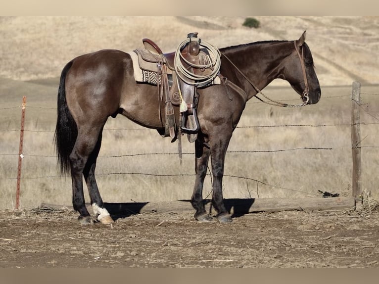 American Quarter Horse Gelding 13 years 15 hh Grullo in Paicines CA