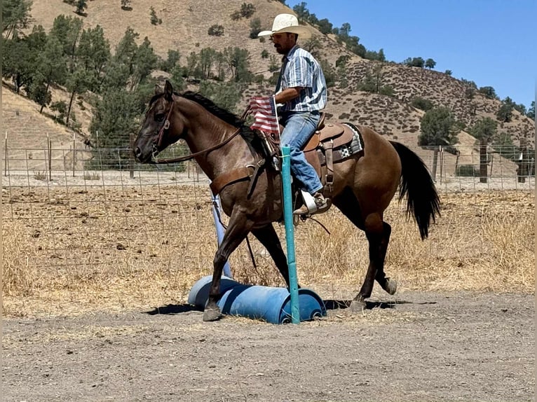 American Quarter Horse Gelding 13 years 15 hh Grullo in Paicines CA
