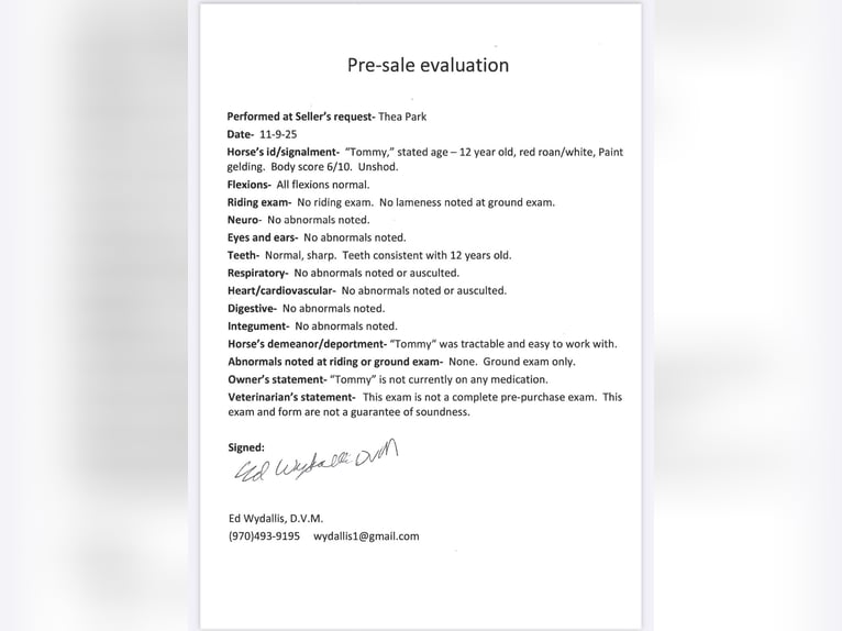 American Quarter Horse Gelding 13 years 15 hh Overo-all-colors in Fort Collins