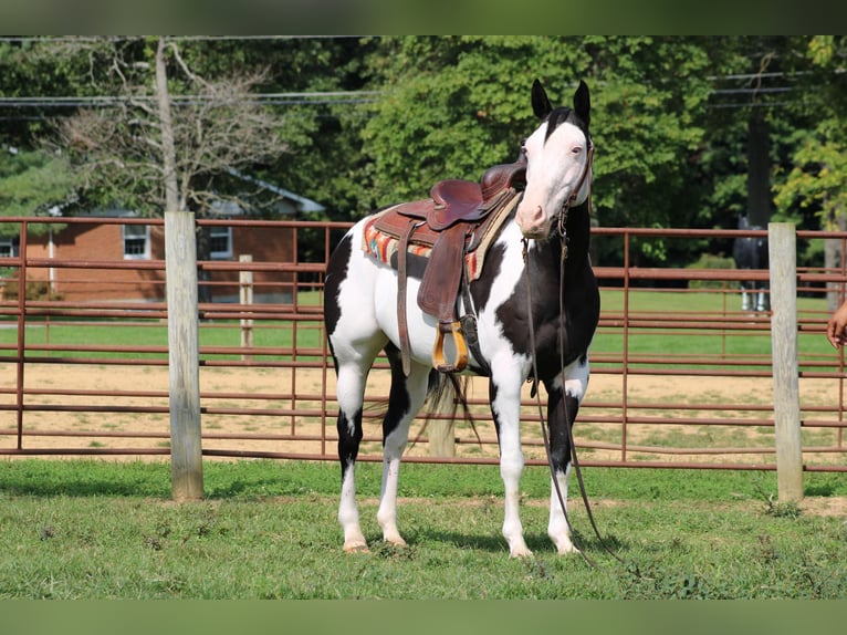 American Quarter Horse Gelding 13 years 15 hh Overo-all-colors in Sanora KY