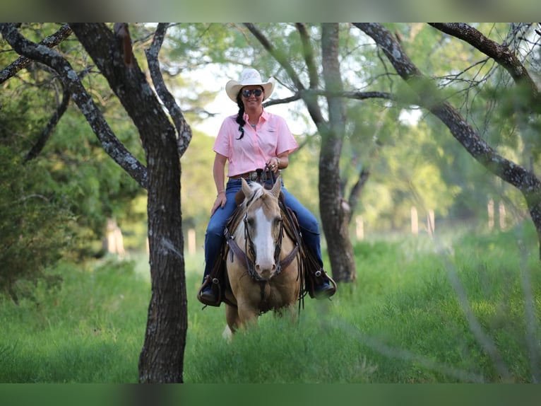 American Quarter Horse Gelding 13 years 15 hh Palomino in Cleburne TX