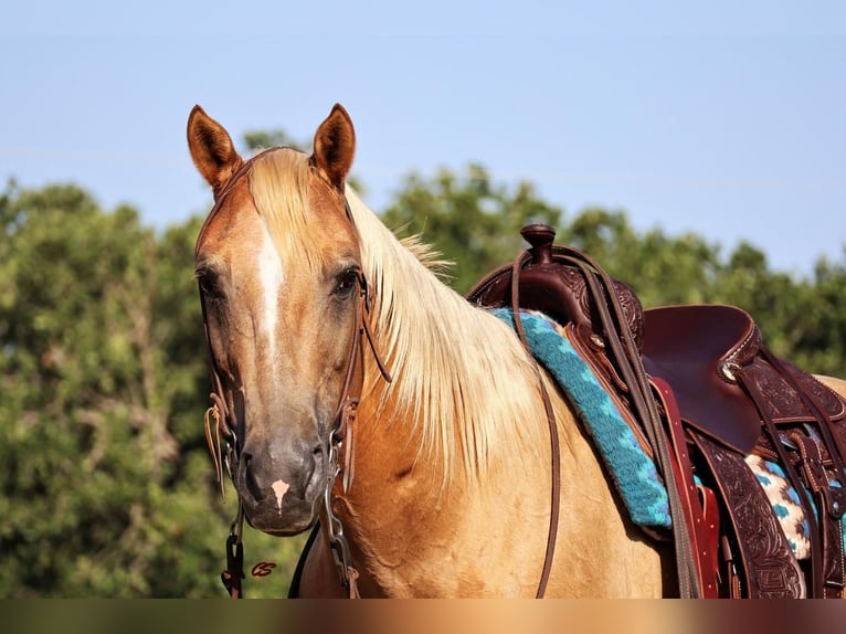 American Quarter Horse Gelding 13 years 15 hh Palomino in Jacksboro, TX