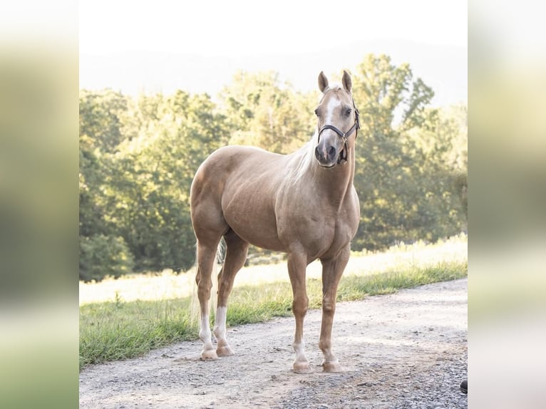 American Quarter Horse Gelding 13 years 15 hh Palomino in Lowgap, NC